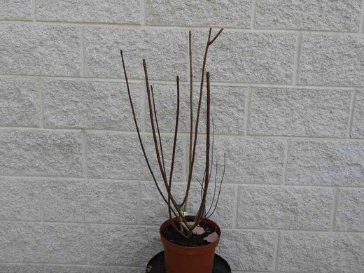 Hydrangea paniculata tardiva, hortensia en pot de 5 L