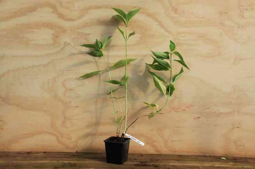 Hydrangea serrata 'Juno', hortensia en maceta de 11 cm