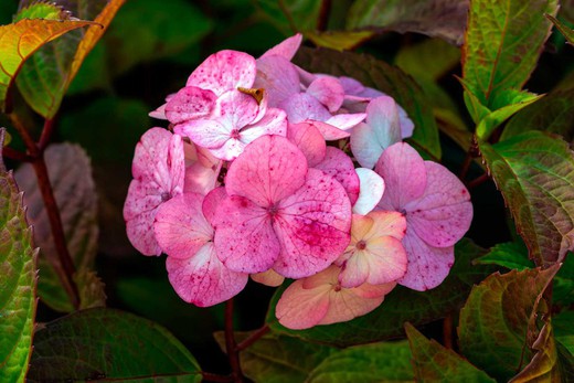 Hydrangea serrata "Preziosa", hortensia