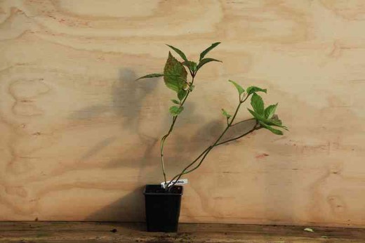 Hydrangea serrata 'Preziosa', hortensia en maceta de 11 cm