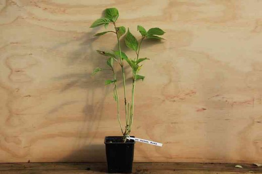 Hydrangea serrata 'Rosea', hortensia en pot de 11 cm