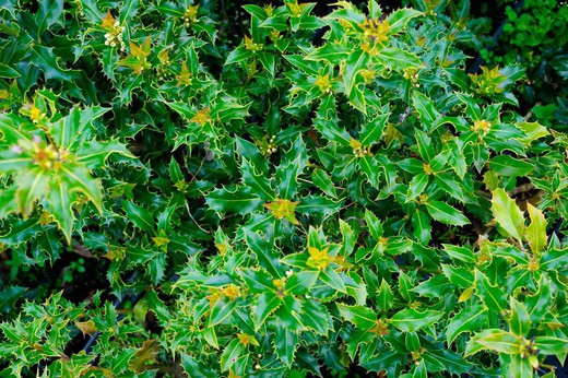 Ilex aquifolium "Alaska"
