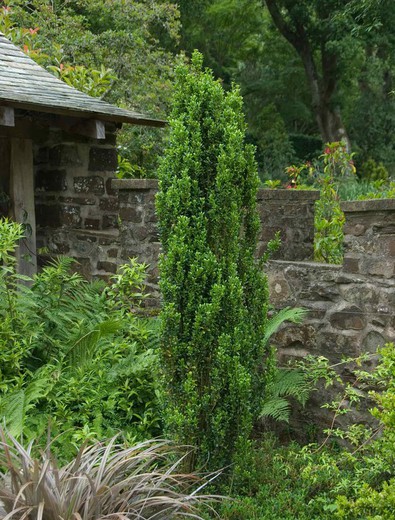 Houx japonais, Ilex crenata Fastigiata