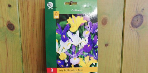 Iris Hollandica mistura de cores