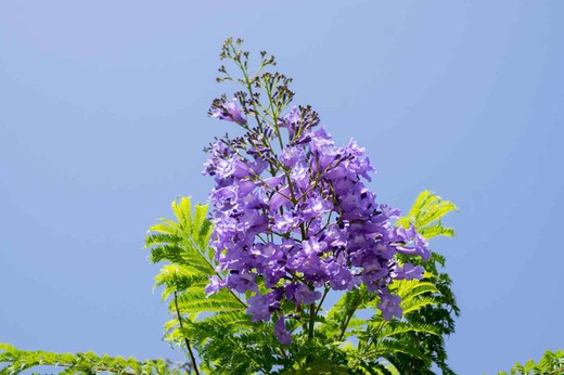 Jacaranda mimosifolia