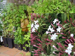 Jazmin blanco rojizo, Jasminun polyanthum — Plantamus Vivero online