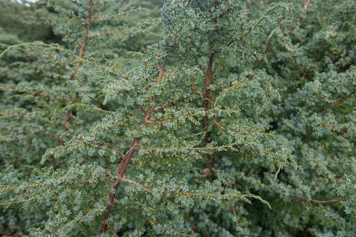 Juniperus chinensis Blue alps