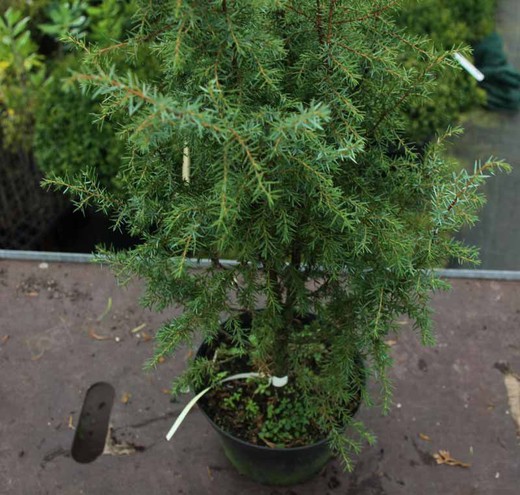 Juniperus communis hibernica em vaso de 3L