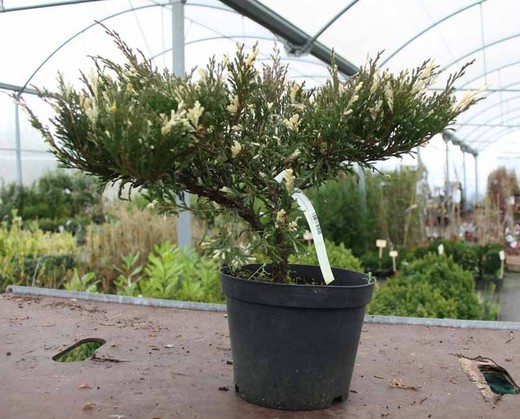 Juniperus horizontalis andorra compacta variegata en maceta de 3L