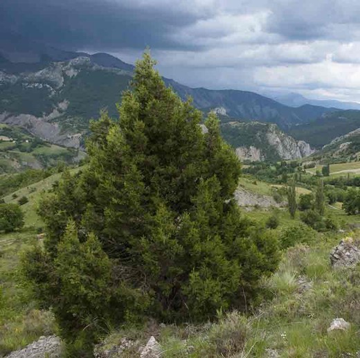 Juniperus thurifera, zimbro ou zimbro no soquete da floresta