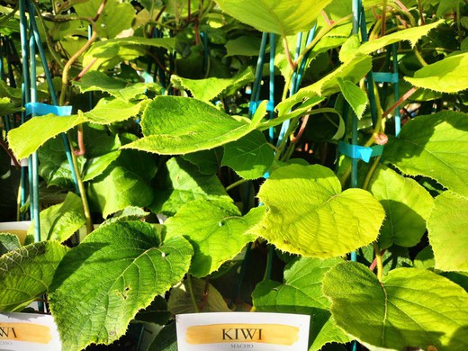 Kiwi, Actinidia Delicioso, ⭐ Super Produtivo. — Plantamus Nursery Online