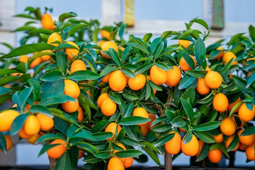 Kumquat en maceta, Citrus fortunella margarita