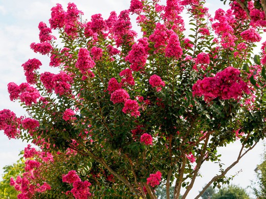 Lagerstroemia indica Fuchsia d'Eté