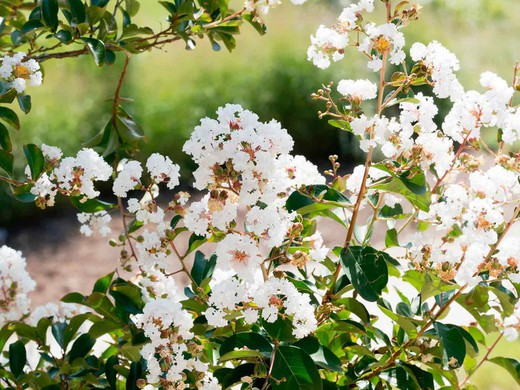 Lagerstroemia indica "Nivea"