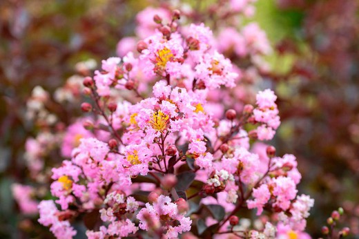 Lagerstroemia indica "Rhapsody in Pink"