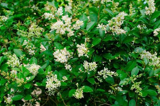 Ligustrum vulgare