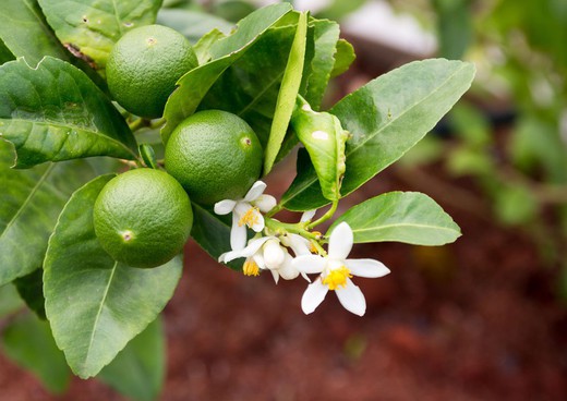 Citron vert en pot, Citrus x latifolia