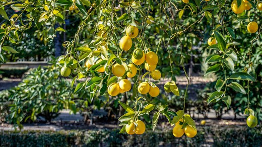 Limaquat em vaso. Citrus eustis