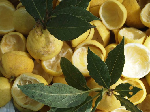 Limonero en maceta, Citrus x limon