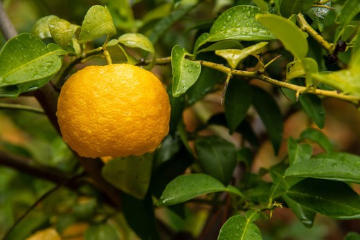 Limonero Yuzu - Citrus junos