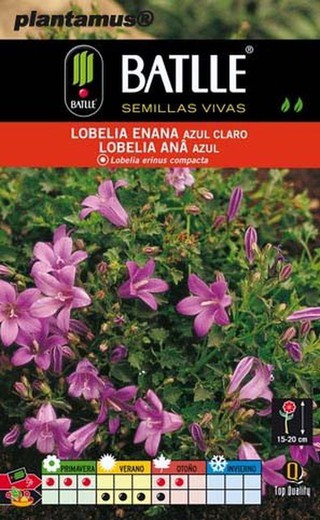 Lobelia enana azul claro, lobelia erinus compacta