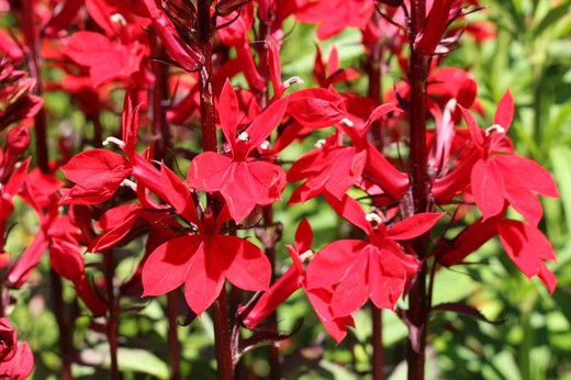 Lobelia fulgens "Queen Victoria"