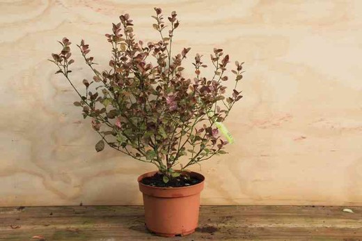 Lophomyrtus ralphii kathryn en pot de 2,5 L