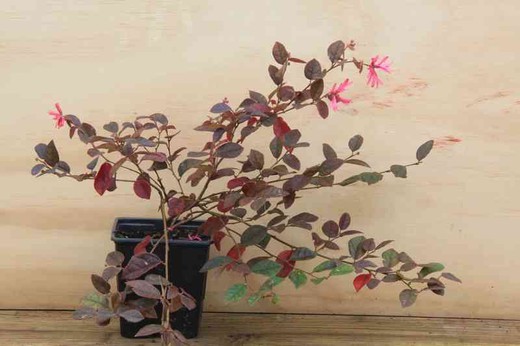 Loropetalum chinensis fire dance en maceta de 11 cm