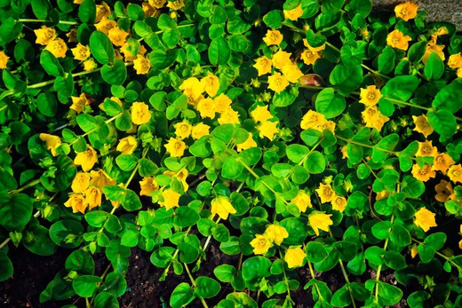 Lysimachia nummularia "Goldilocks"