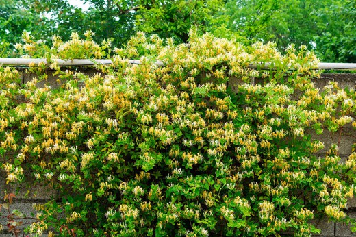 Hortensia trepadora: Hydrangea anomala petiolaris — Plantamus Vivero online