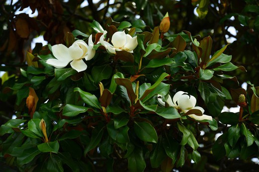 Magnolia común, Magnolia grandiflora Gallisoniensis