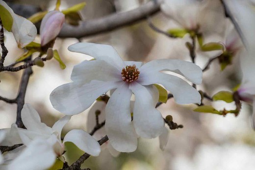 Magnolia à fleurs blanches, Royal Star
