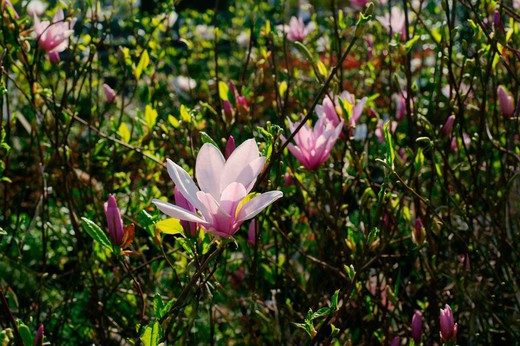 Magnolia "George henry kern"