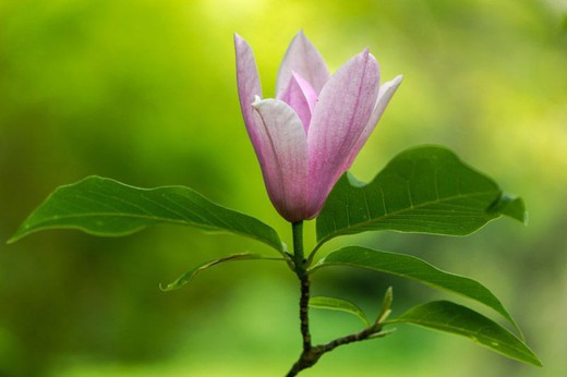 Magnolia heaven perfume em vaso de 9,5 cm