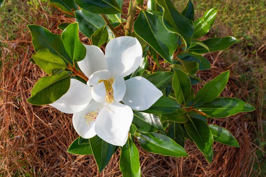 Magnolia, Magnolia grandiflora 'Little gem'