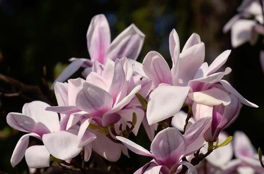Magnolia soulangeana Alexandrina