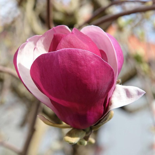 Magnolia soulangeana lennei em vaso de 9,5 cm