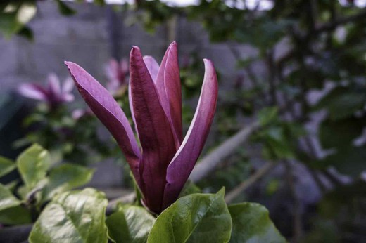 Magnólias de tulipa, Magnolia liliflora nigra