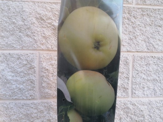 Pomme de Galice 'Repinaldo', pommiers de Galice