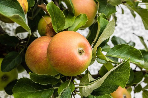 Manzana naranja de Cox