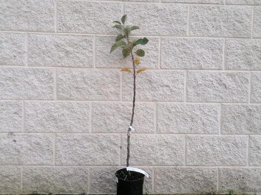 Manzano Gravillán. Árbol frutal en maceta