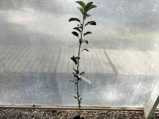 Pommier Gardar Reineta. Arbre fruitier en pot