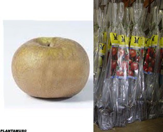Reineta gris ou Tabardilla macieira, fruteira com bola de raiz.