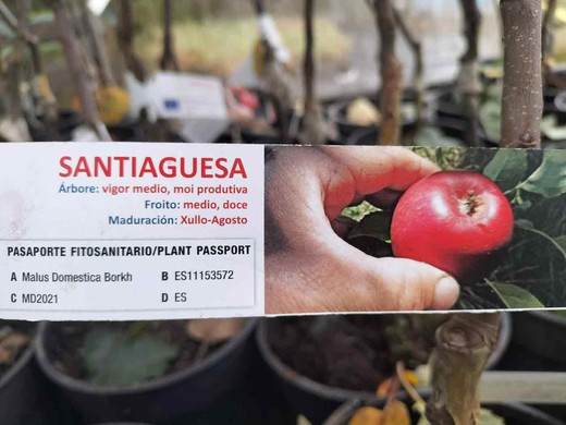 Pommier Santiaguesa. Arbre fruitier en pot