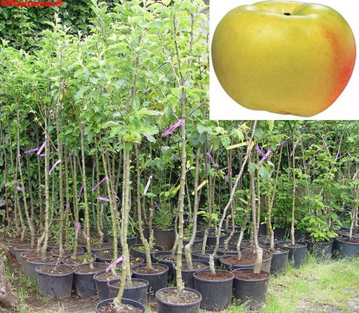 Donzela verde macieiras, vasos de plantas