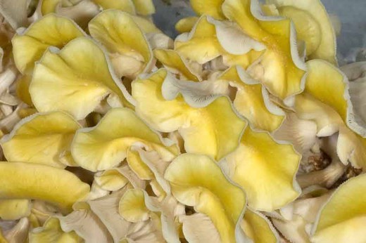 Micélio de grão de Pleurotus citrinopileatus, cogumelo-ostra amarelo