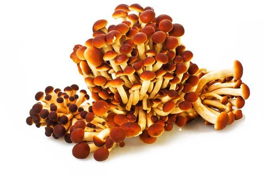 Micélio em pellets de cogumelos choupos, Agrocybe aegerita