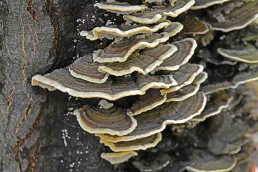 Micelio en pellets de seta de cola de pavo, Coriolus versicolor bolsa de 100 uds