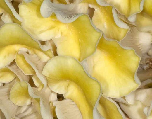 Micélio de pelotas de cogumelo-ostra amarelo, Pleurotus citrinopileatus