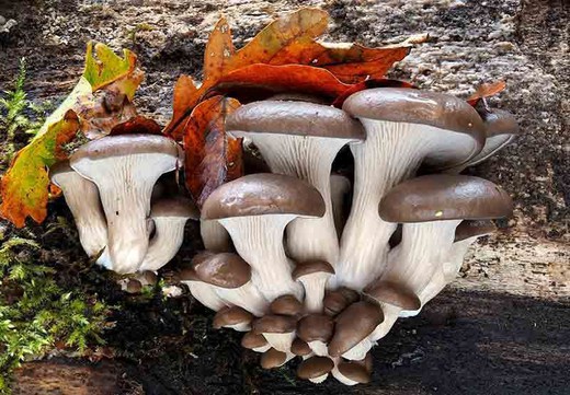 Micélio em pellets de cogumelos ostra, Pleurotus ostreatus